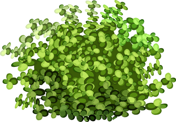 Green Bush Illustration